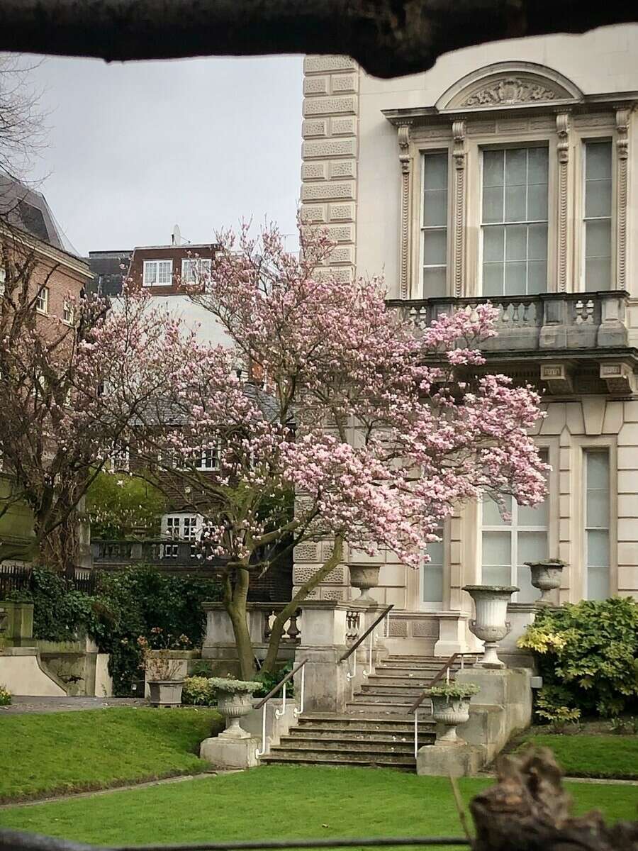 pink flowers on white concrete building