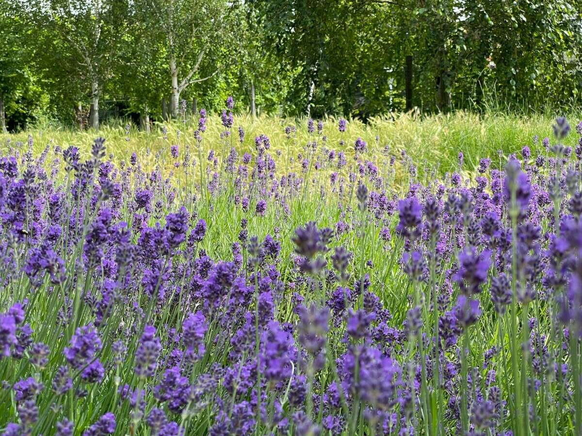 purple flower field during daytime