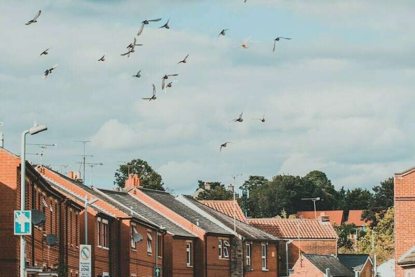 flock of birds flying over the city during daytime